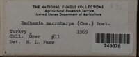 Badhamia macrocarpa image